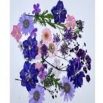 Dry flawer - purpel