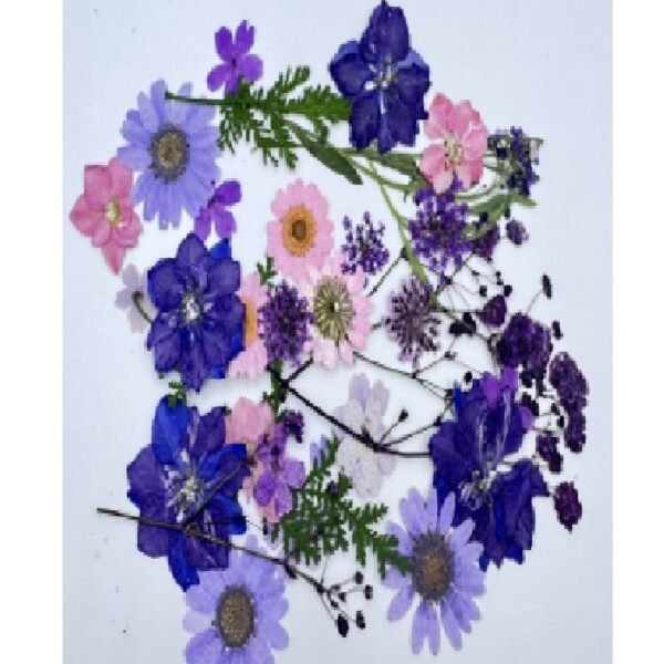 Dry flawer - purpel