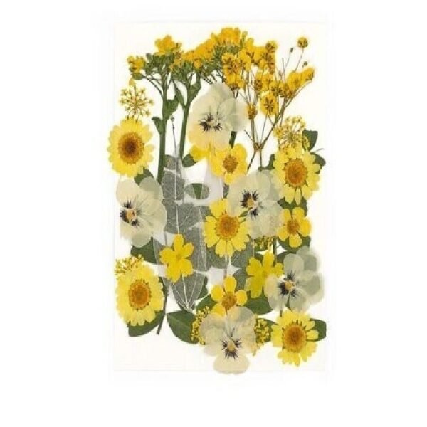 Dry flawer -yellow