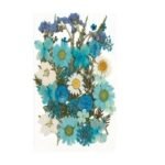 Dry flawer - blue