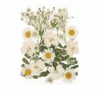 Dry flawer - white