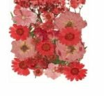 Dry flawer - red