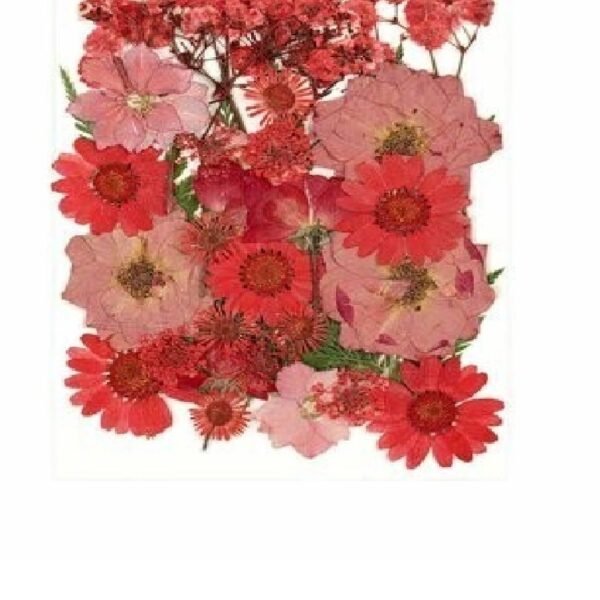 Dry flawer - red